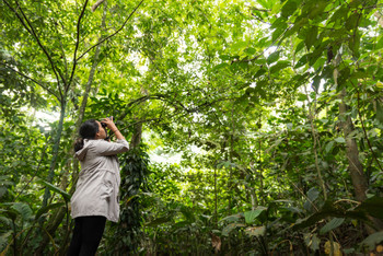 Tour 3 en 1 Puentes colgantes, catarata La Fortuna y chocolate photo 4
